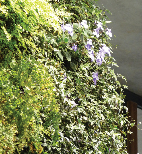 Green Roofs And Walls Yourhome - Indoor Green Wall Australia Green Roofs And Walls Yourhome - Indoor Green Wall Australia