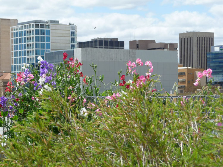 A photo of a rooftop garden containing many flowering plants.